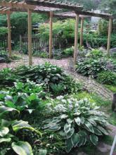 Catmint Perennials and Hosta Gardens