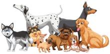 dogs