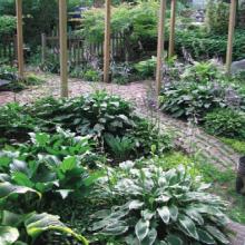 Catmint Perennials and Hosta Gardens