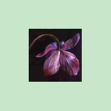 Tulip