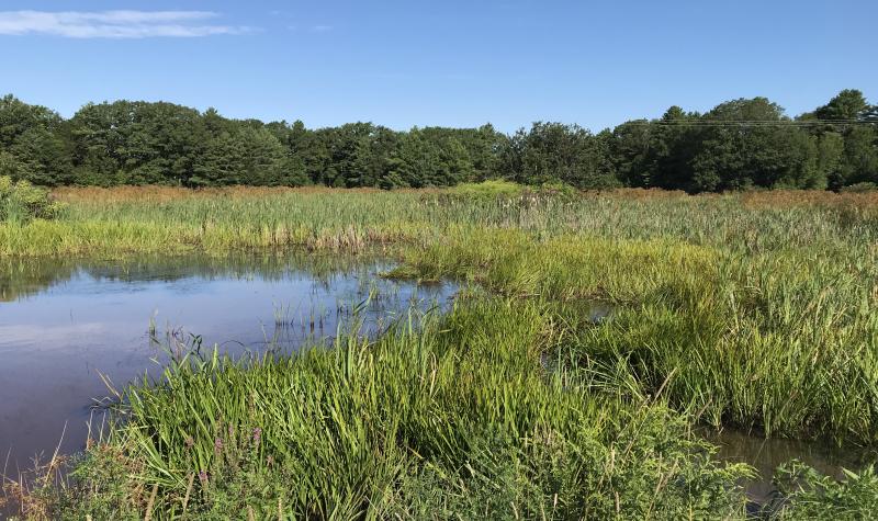 Pond