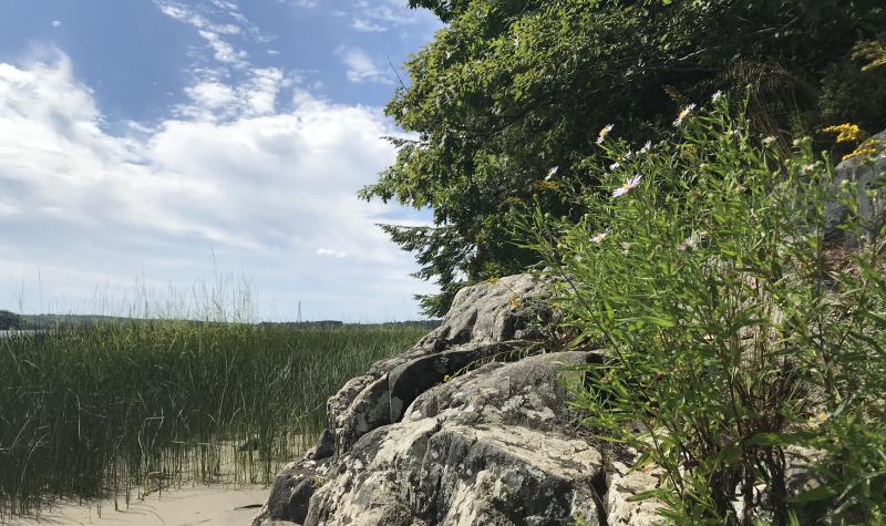 Shore