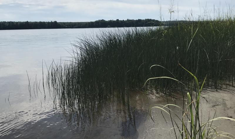 Shore