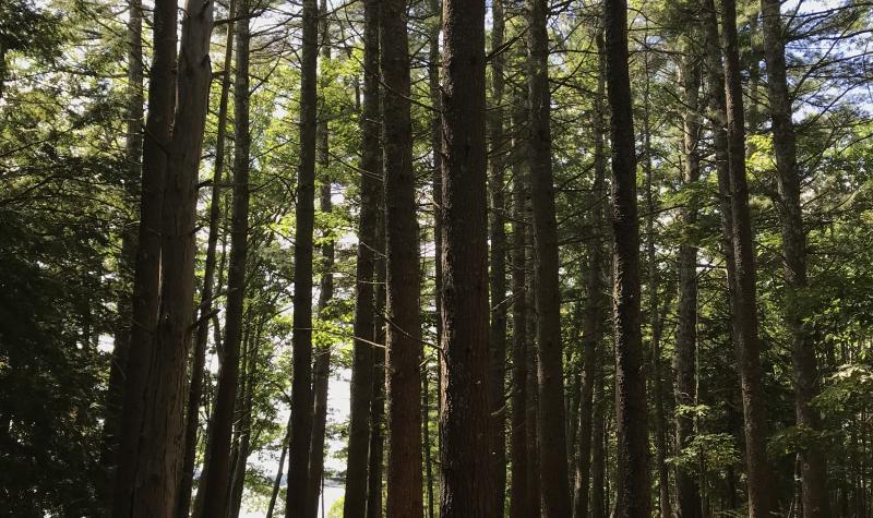 Trees