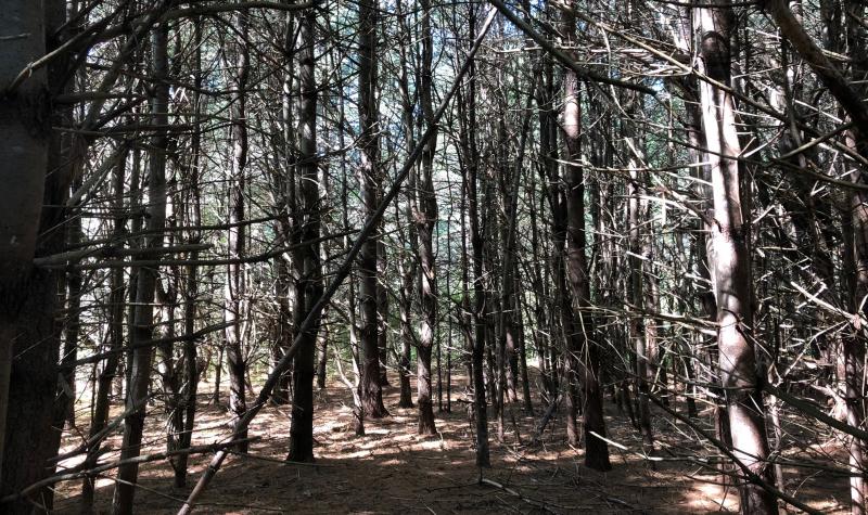 Thick Trees Before the Power-Line 