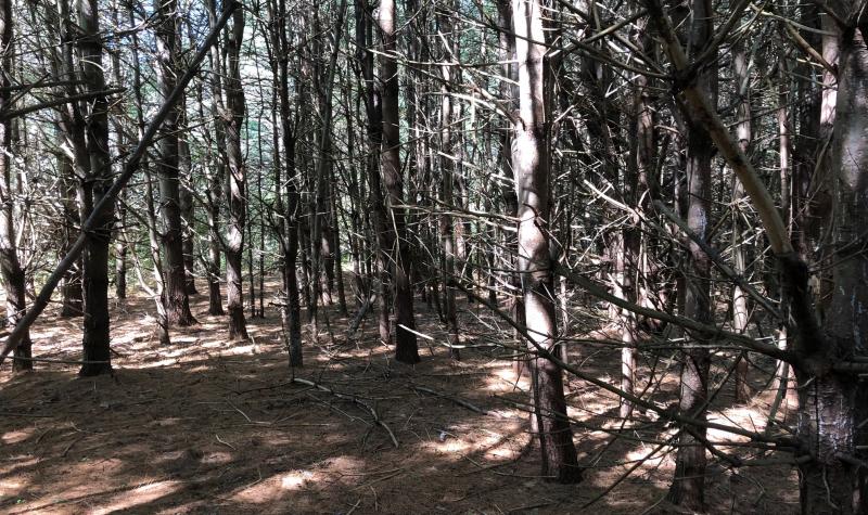 Thick Trees Before the Power-Line 